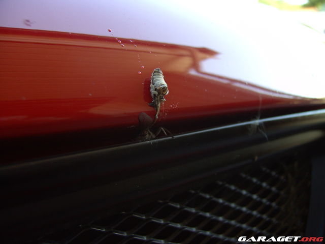 http://www.garaget.org/gallery/archive/21539/128587_1m0swg.jpg
